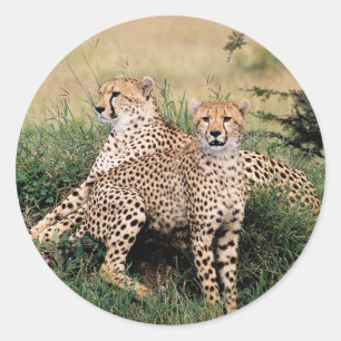 Cheetah Pair Ronde Sticker