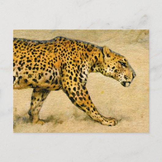 Cheetah  pasteltekening briefkaart (Voorkant)