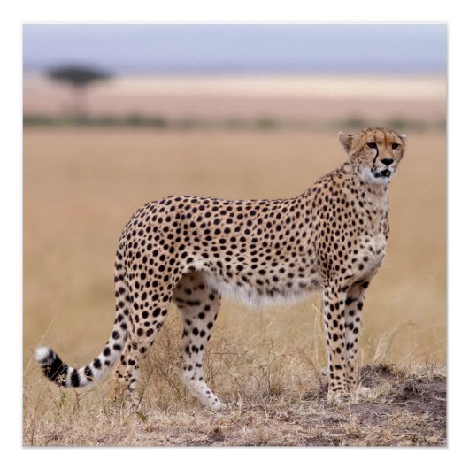 Cheetah Perfect Poster (Voorkant)