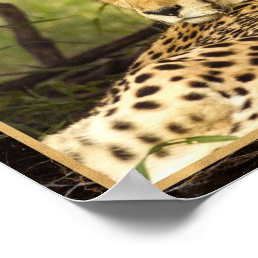 Cheetah Photo Afbeelding Print Poster (Hoek)