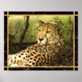 Cheetah Photo Afbeelding Print Poster (Voorkant)