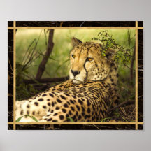 Cheetah Photo Afbeelding Print Poster