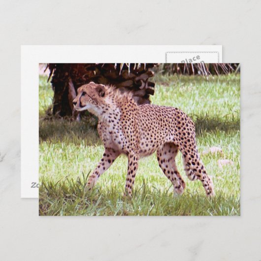 Cheetah Photo Briefkaart (Voorkant / Achterkant)