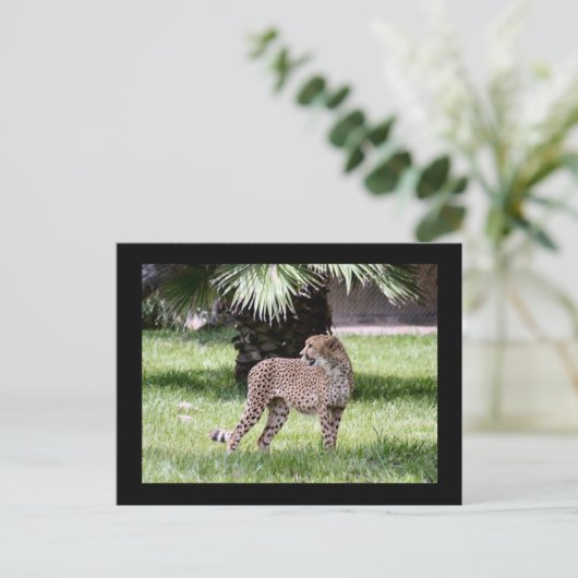 Cheetah Photo Briefkaart (Staand voorkant)