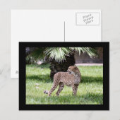 Cheetah Photo Briefkaart (Voorkant / Achterkant)