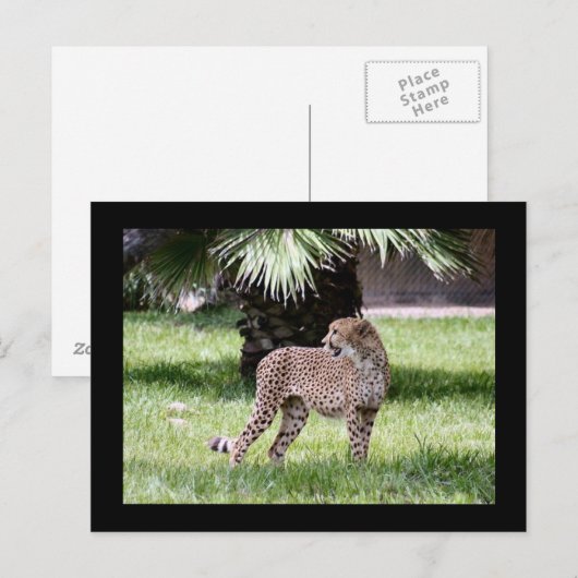 Cheetah Photo Briefkaart (Voorkant / Achterkant)