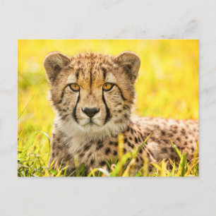 Cheetah Photo Briefkaart