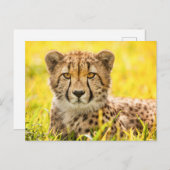 Cheetah Photo Briefkaart (Voorkant / Achterkant)