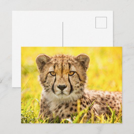 Cheetah Photo Briefkaart (Voorkant / Achterkant)