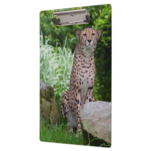Cheetah Photo Clipboard Klembord (Links)