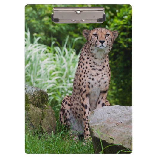 Cheetah Photo Clipboard Klembord (Voorkant)