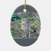 Cheetah Photo Keramisch Ornament (Voorkant)