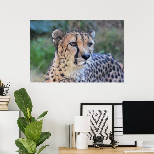 Cheetah Photo Poster (Thuiskantoor)