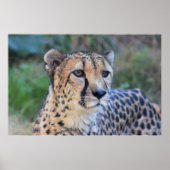 Cheetah Photo Poster (Voorkant)