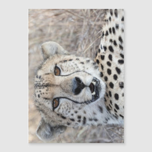 Cheetah Portrait
