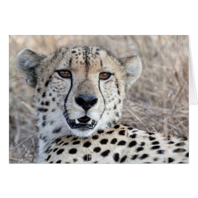 Cheetah Portrait (Voorkant Horizontaal)