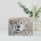 Cheetah Portrait Briefkaart (Staand voorkant)
