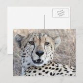 Cheetah Portrait Briefkaart (Voorkant / Achterkant)