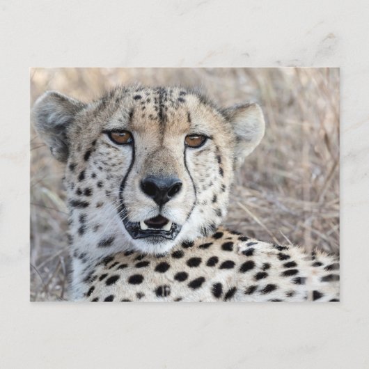 Cheetah Portrait Briefkaart (Voorkant)