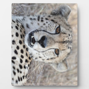 Cheetah Portrait Fotoplaat