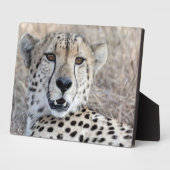Cheetah Portrait Fotoplaat (Zijkant)