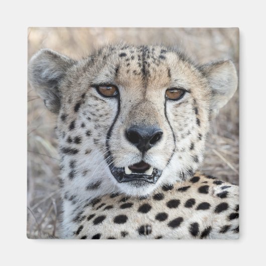 Cheetah Portrait Magneet (Voorkant)