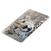 Cheetah Portrait Magneet (Linkerzijde)
