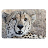 Cheetah Portrait Magneet (Horizontaal)