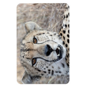 Cheetah Portrait Magneet