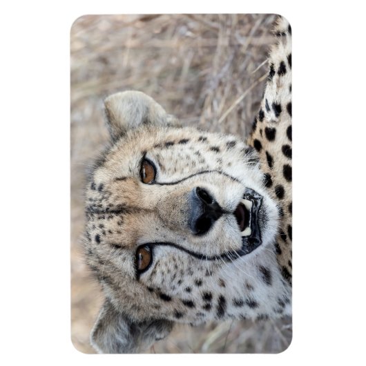 Cheetah Portrait Magneet (Verticaal)