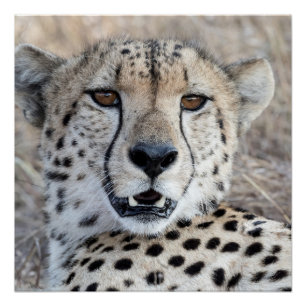 Cheetah Portrait Perfect Poster