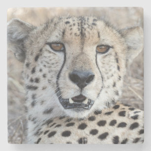 Cheetah Portrait Stenen Onderzetter