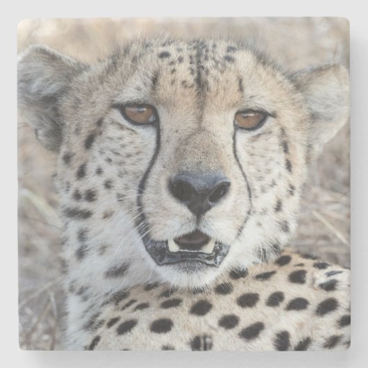 Cheetah Portrait Stenen Onderzetter (Voorkant)