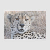 Cheetah Portrait Tissuepapier (Voorkant)