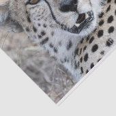 Cheetah Portrait Tissuepapier (Detail)