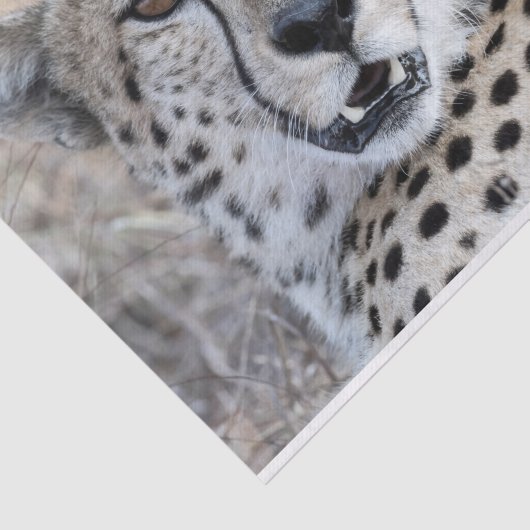 Cheetah Portrait Tissuepapier (Detail)