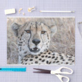 Cheetah Portrait Tissuepapier (Craft)