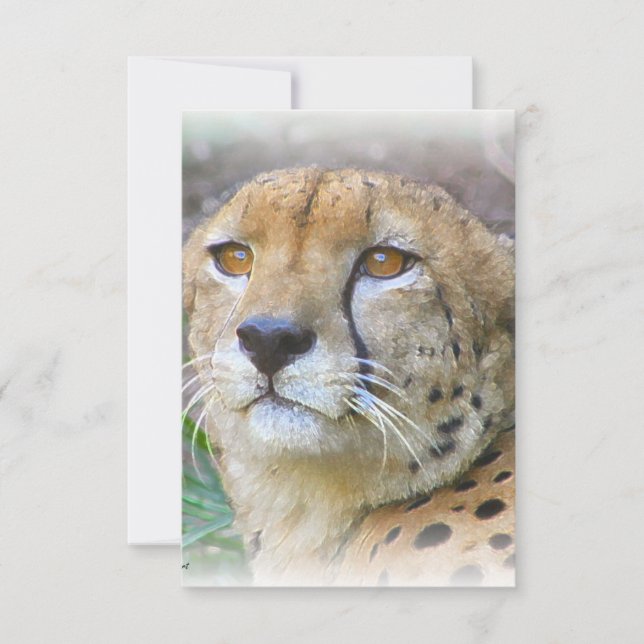 Cheetah portret (Voorkant)