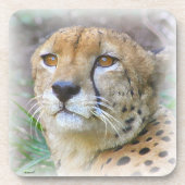 Cheetah portret bier onderzetter (Voorkant)