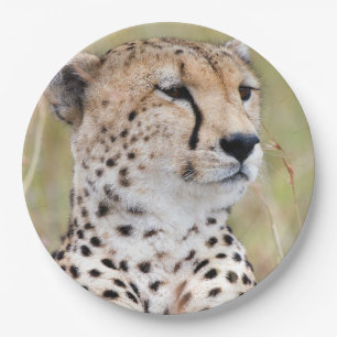 Cheetah portret Big Cat foto Papieren Bordje