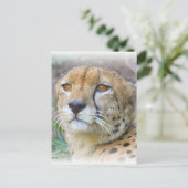 Cheetah portret briefkaart (Staand voorkant)