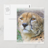 Cheetah portret briefkaart (Voorkant / Achterkant)