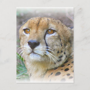 Cheetah portret briefkaart