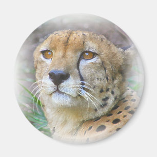 Cheetah portret magneet