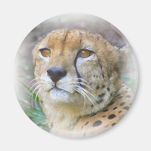 Cheetah portret magneet (Voorkant)