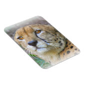 Cheetah portret magneet (Rechterzijde)