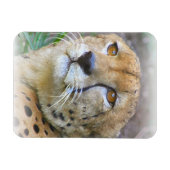 Cheetah portret magneet (Horizontaal)