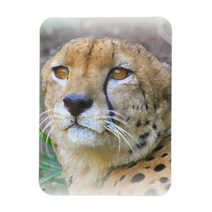Cheetah portret magneet