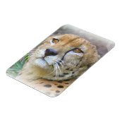 Cheetah portret magneet (Linkerzijde)