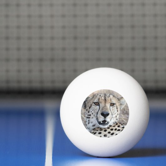 Cheetah Portret Pingpongbal (Net)